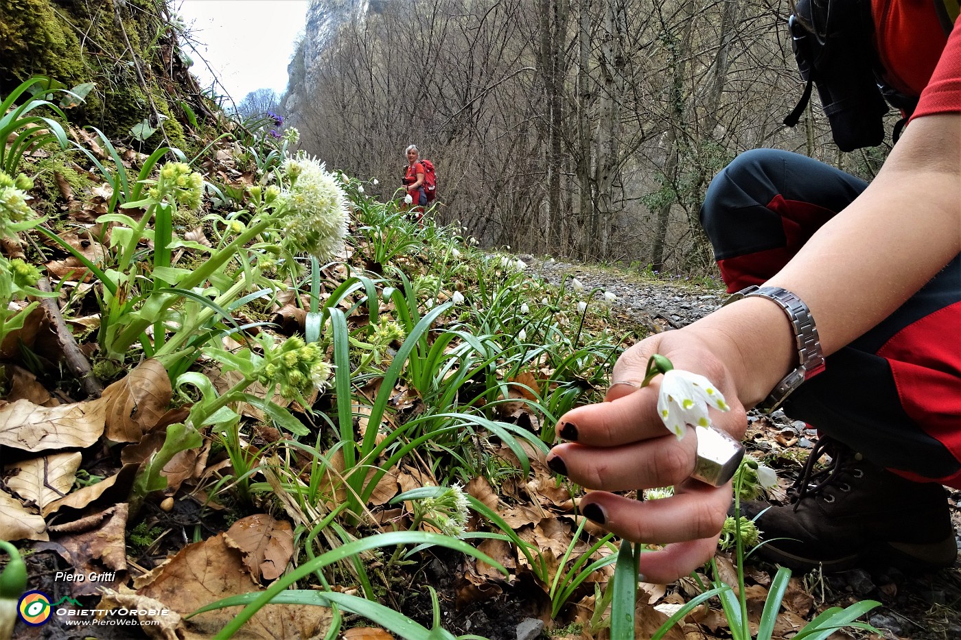 52 Farfaraccio bianco (Petasites albus) con campanelle (Leucojum).JPG